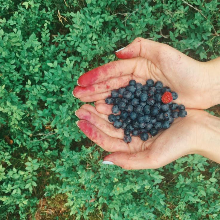 Berry Bounty: Fresh Farm-Grown Treasures