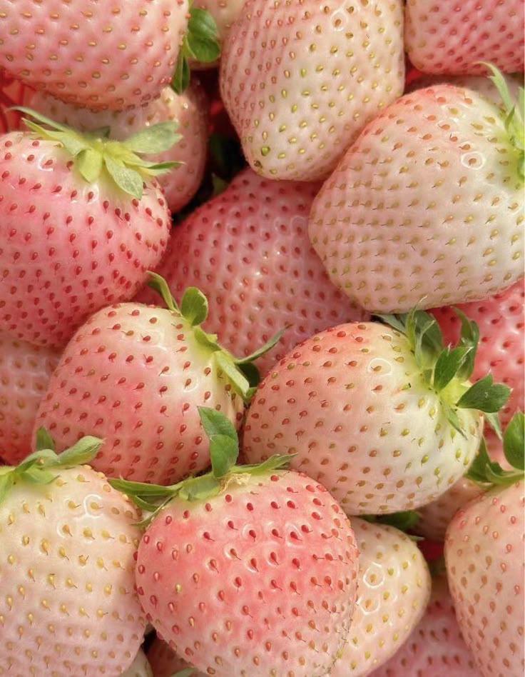 Rustic Patch: Handpicked Berry Ensemble